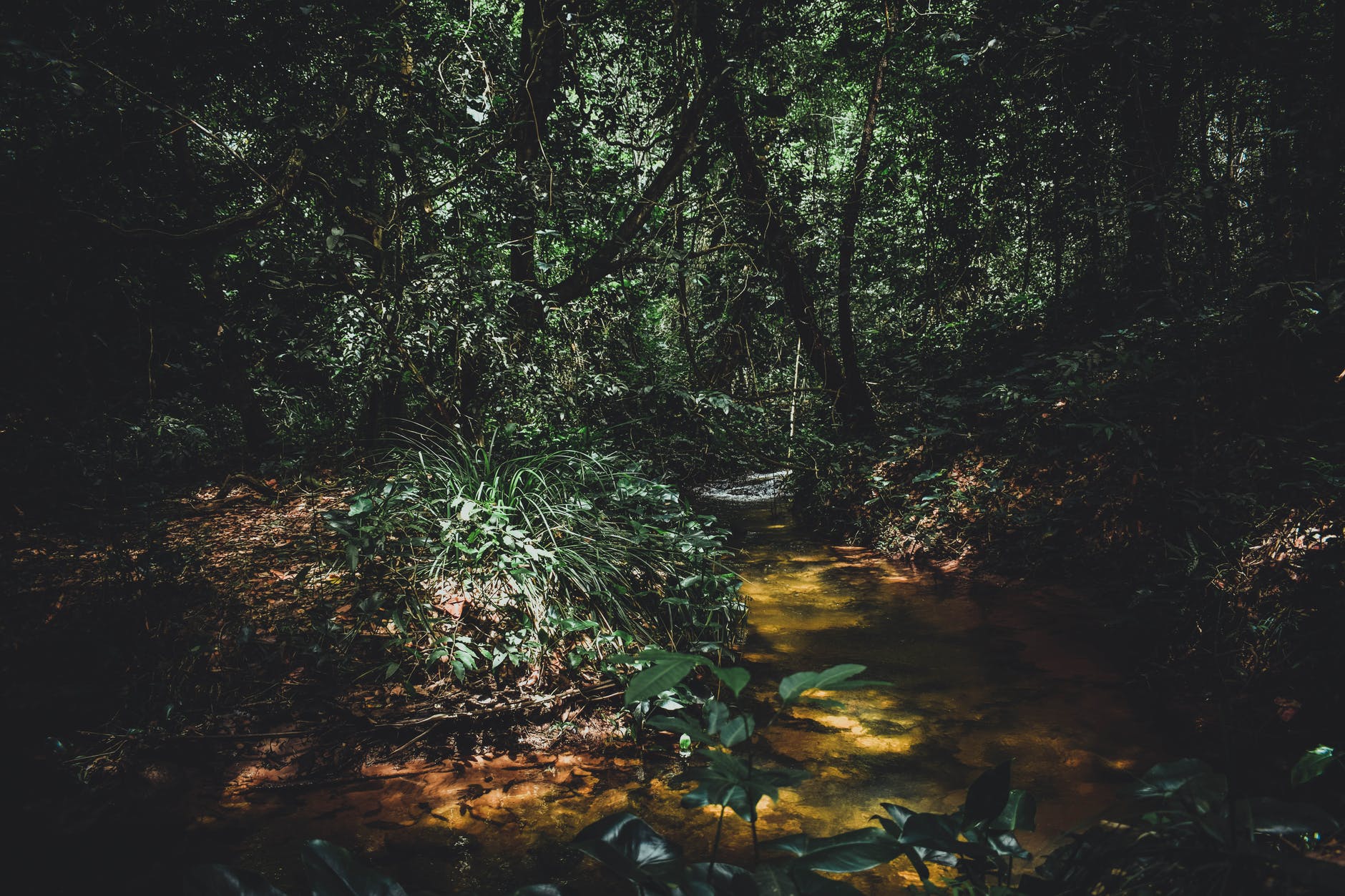 Deer Trails